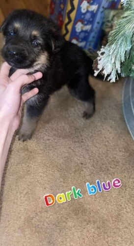 Full bred german shepherd puppies