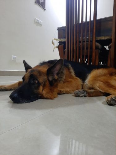 He is a very friendly 5 years male he loves human