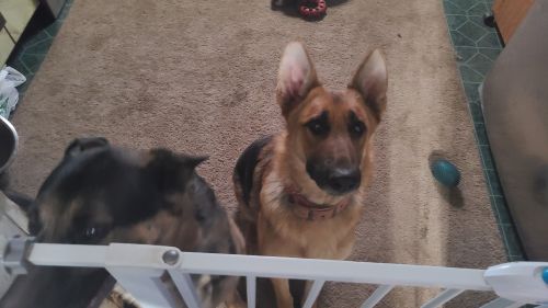 Female German shepherd