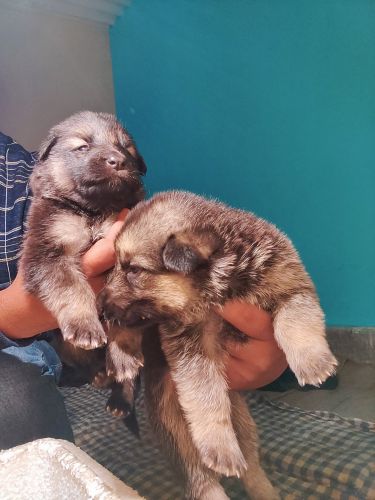 35 Days Gsd Puppy for sale