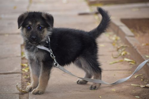 German shepherd for sale