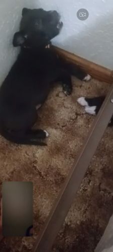 German sheppard/pitbull mix puppies (6 weeks old)