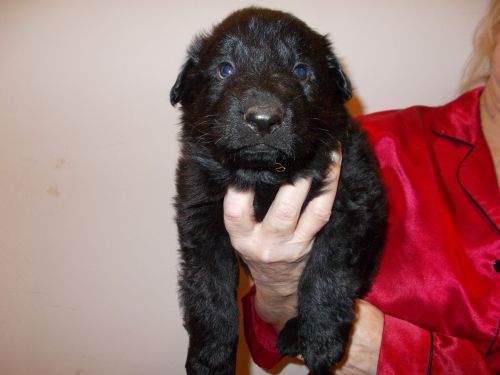 German Shepherd puppies/Monticello Fl