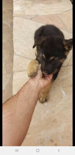 German/Belgium Shepard for adoption