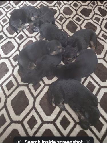 German Shepherd Puppies