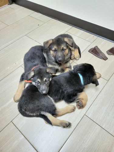 German shepherd puppies