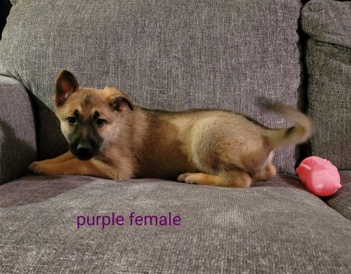 pure bred german shepherd puppies for sale