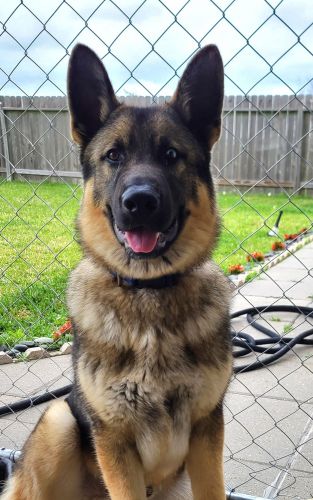 German Shephered Puppy looking for a new Home