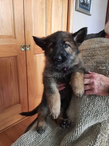 AKC German Shepherd Puppy