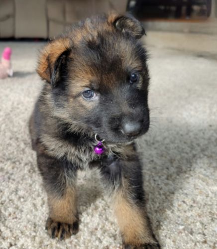 Solid Black or Dark Sable German Shepherd puppies