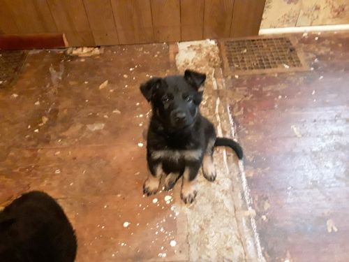 German shep puppies 6 available 2 males 4 females 8 weeks old utd,