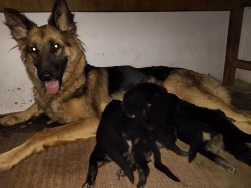 Cute German Shepherd Puppies