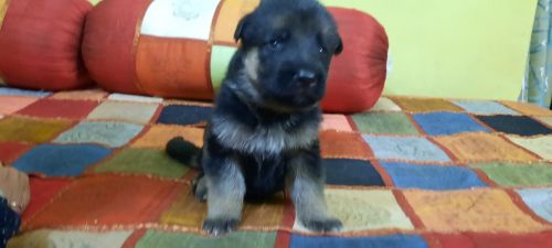 German Shepherd puppy's male/female on sell