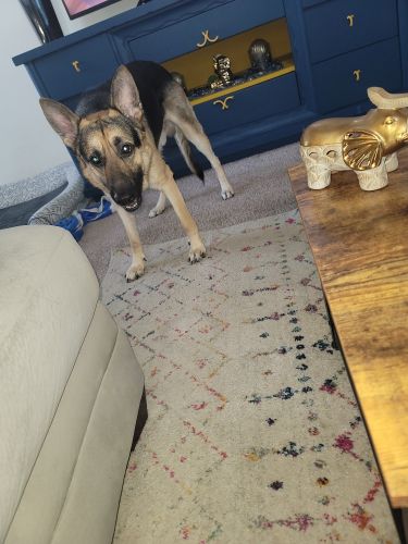 2 year old German Shepard