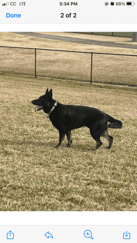 Black German Shepard