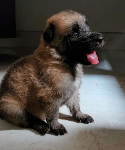 German shepherd for sale
