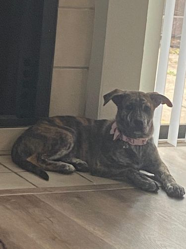 Selling puppy due to landlord