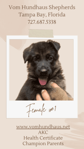 German Shepherd Black & Red West German Show Line