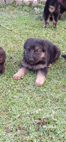 German Shepherd Puppies for sale in Krishna Nagar, Alambagh, Lucknow, Uttar Pradesh 226023, India. price: 5,000 INR