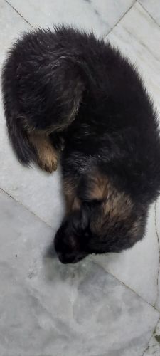 Orignal jerman shepherd puppy