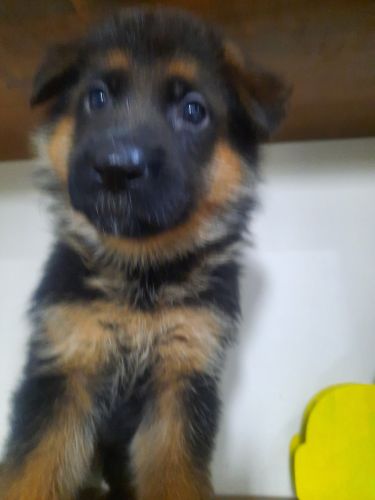 Pure bread canel jitendra