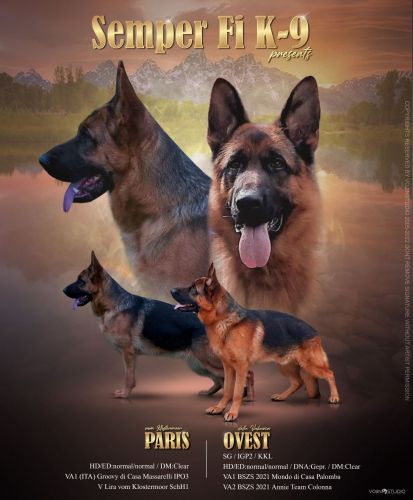 Excellent Puppies/Mondo-Vegas Lines