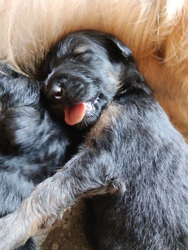 I want to sell female puppy just turned 1 month