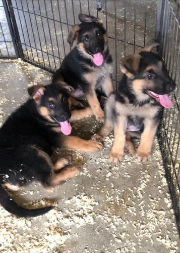 German Shepherd puppies