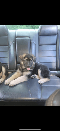 Girl German shepherd