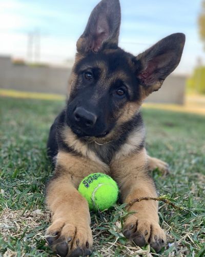 German Shepherd puppies for sale.