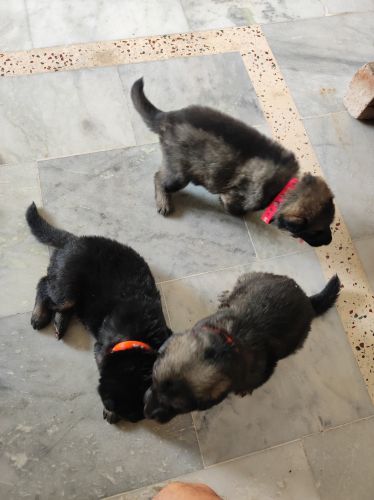 Long coat female German Shephard puppy
