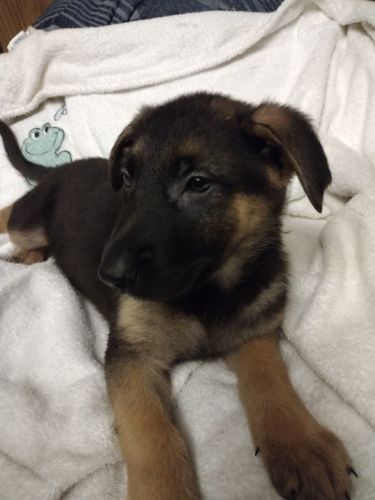 German shepherd puppies
