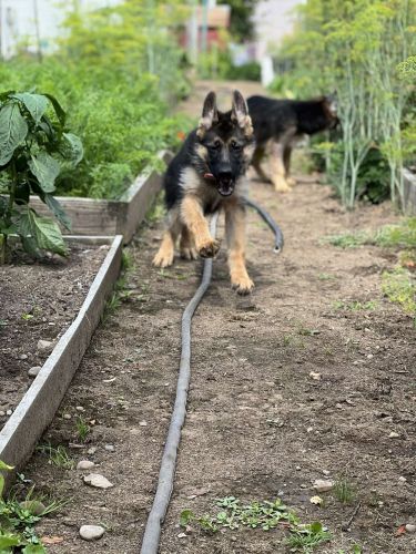 Luna, 13 week old pure bread german shepherd