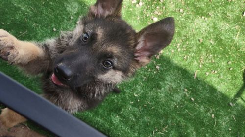 AKC German shepherd
