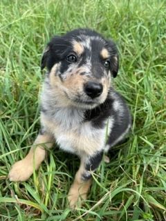 German Shepard Border Collie Mix (Shollie)