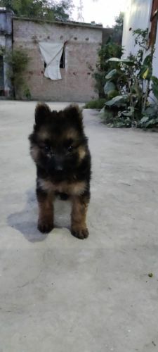 Long Hai German shepherd