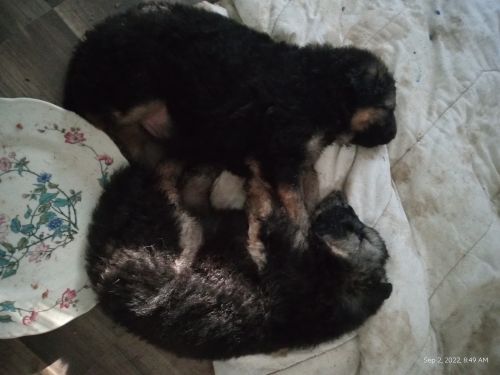 German Shepard Puppies