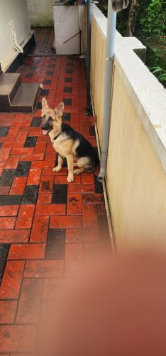 Female German Shepherd 5 months old