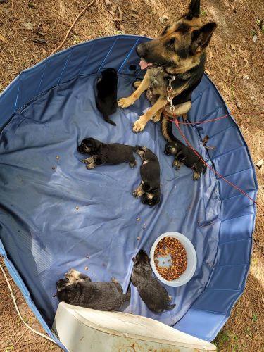 German Shepard puppies