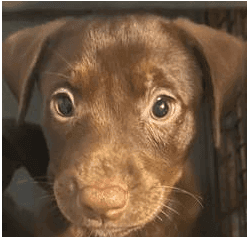 FEMALE PIT GERMAN/SHEPHERD PUPPY FOR REHOMING