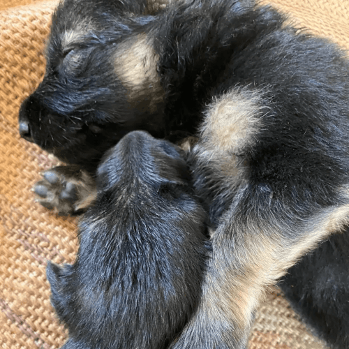 German Shepherd Puppies for sale in Chennai, Tamil Nadu, India. price: 9,000 INR
