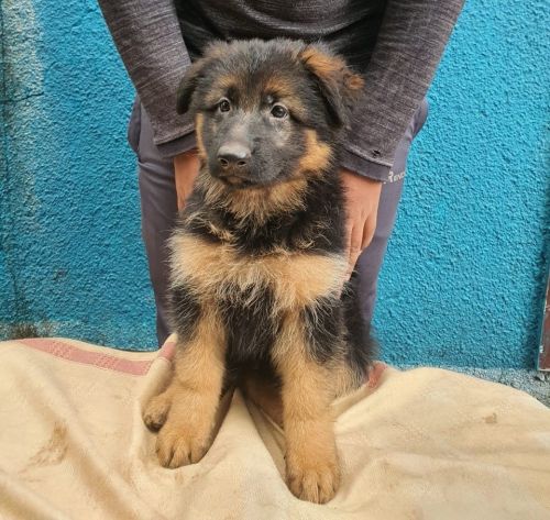 German shepherd puppies for sale