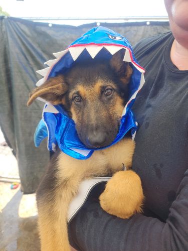German shepherd puppies $400