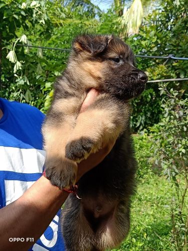 Super quality 42 day's 4 Feamal German shepherd puppy
