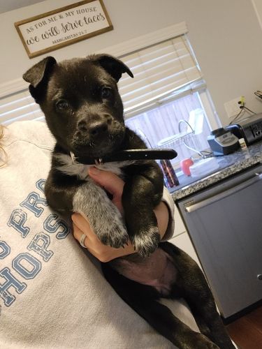 Half Pitbull, half German Shepherd puppy