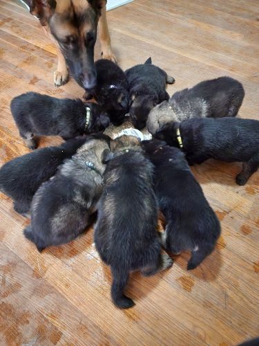 New puppies available December 16th 2022