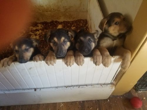 9 week old german shepard puppies