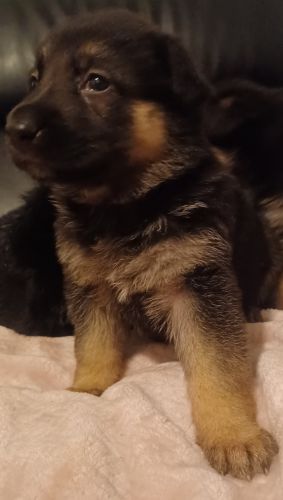 Cute puppies german shapherd