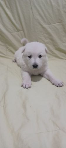 White German Shepherd puppies