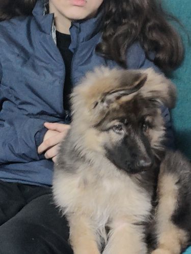 Bruno... A lovely GSD